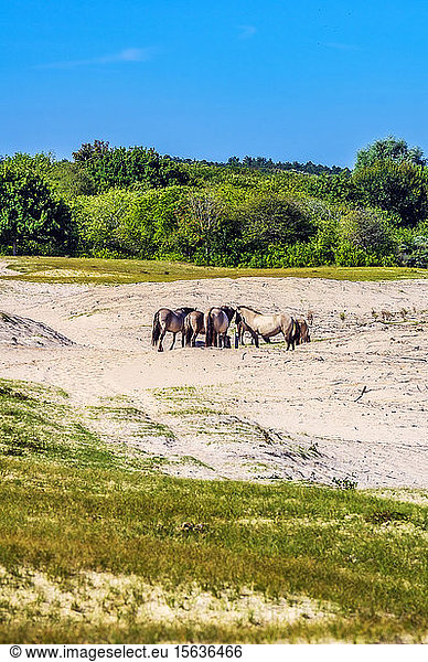 Netherlands, Zeeland, Oostkapelle, wild horses grazing in wildlife reserve