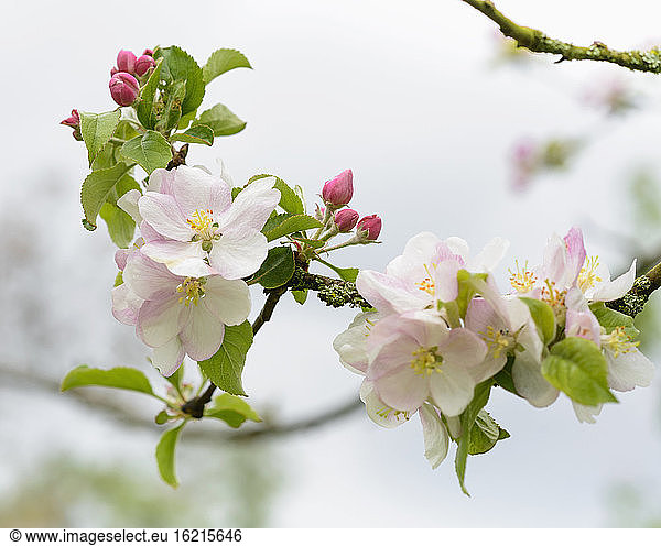 Netherlands  Apple blossom  close-up