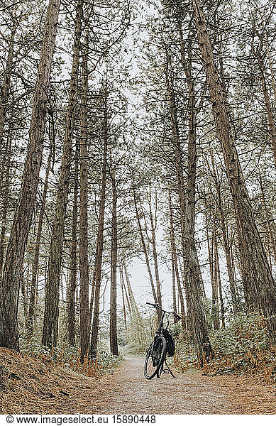 Netherlands  Schiermonnikoog  bicycle on path in the forest