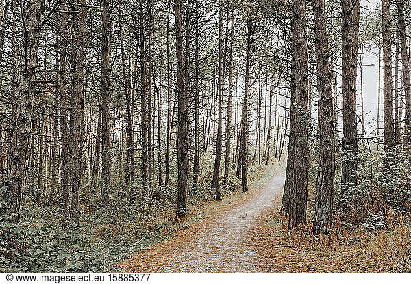 Netherlands  Schiermonnikoog  path through the forest