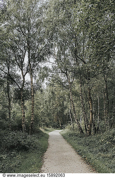 Netherlands Schiermonnikoog path through the forest
