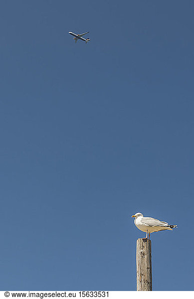 Netherlands  South Holland  Noordwijk  seagull perching on pole and airplaneÂ against clear sky