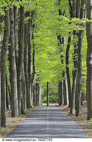 Netherlands  Treelined track through deciduous forest