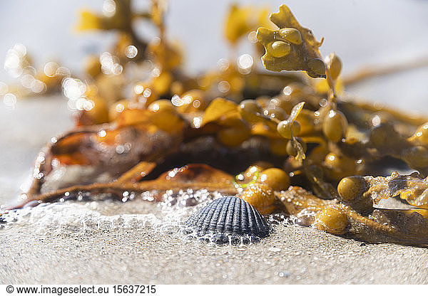 Netherlands  Zeeland  Veere  Westenshouwen  close up ofÂ seashell and seaweed on sandy beach