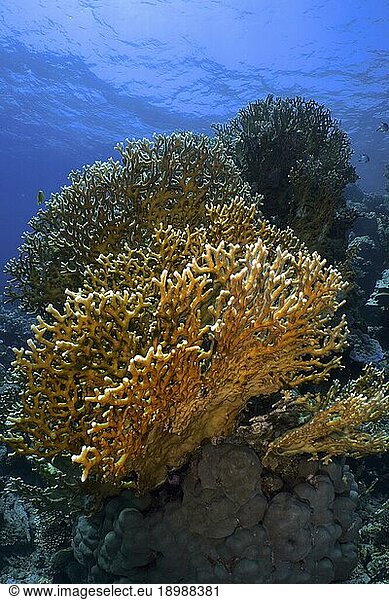 Netz-Feuerkoralle  Gitter-Feuerkoralle (Millepora dichotoma)  Tauchplatz Hausriff  Mangrove Bay  El Quesir  Rotes Meer  Ägypten  Afrika