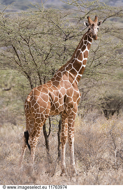 Netzgiraffe (Giraffa camelopardalis reticulata)  Kalama Conservancy  Samburu  Kenia  Ostafrika  Afrika
