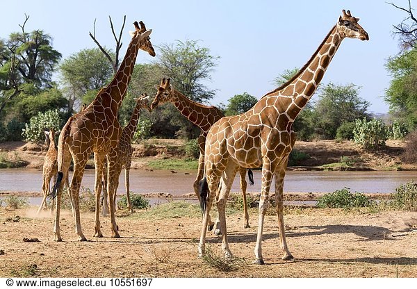 Netzgiraffen (Giraffa camelopardalis reticulata) am Fluss  Samburu National Reserve  Kenia  Afrika