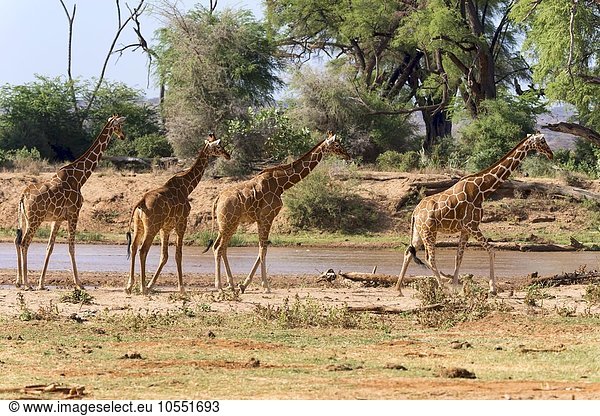 Netzgiraffen (Giraffa camelopardalis reticulata) laufen am Fluss  Samburu National Reserve  Kenia  Afrika