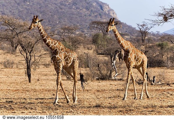 Netzgiraffen (Giraffa camelopardalis reticulata) laufen  Samburu National Reserve  Kenia  Afrika