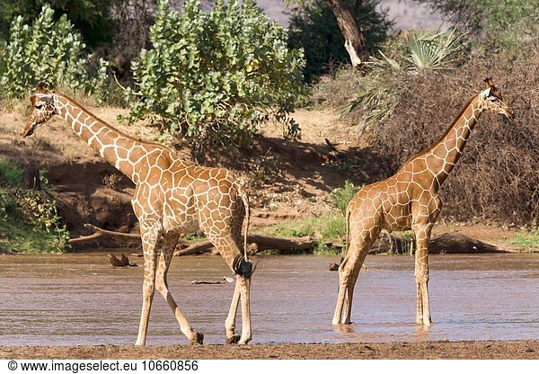 Netzgiraffen (Giraffa camelopardalis reticulata) stehen im Fluss  Samburu-Nationalreservat  Kenia  Afrika