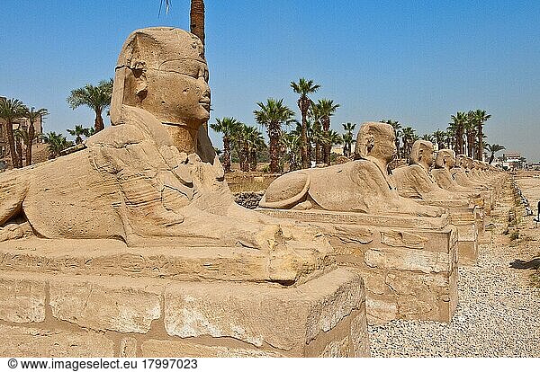 Neu ausgegrabene Sphinxen-Allee  Prozessionsstrasse zwischen Luxor-Tempel und Karnak-Tempel  Ausgrabung  Theben  Luxor  Ägypten  Afrika