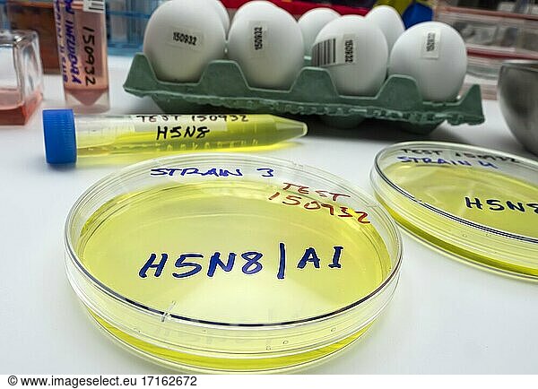 Neuer H5N8-Vogelgrippestamm infiziert Menschen  Petrischale mit Proben  konzeptionelles Bild.