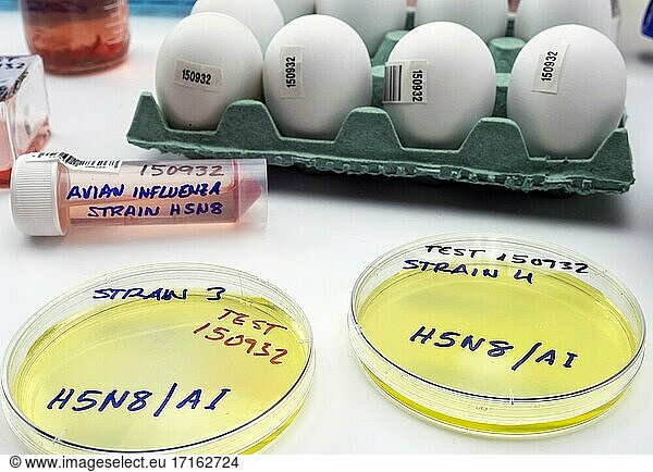 Neuer H5N8-Vogelgrippestamm infiziert Menschen  Petrischale mit Proben  konzeptionelles Bild.