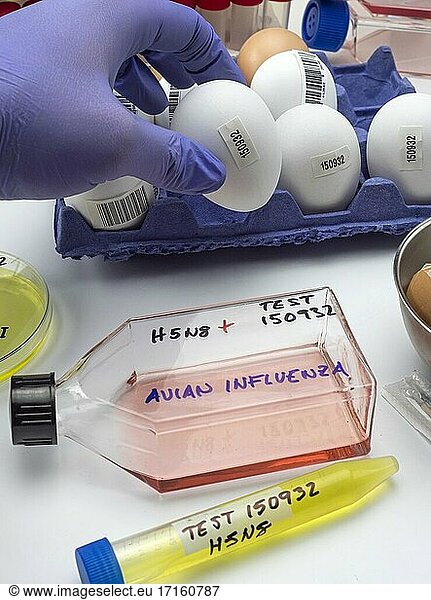 Neuer H5N8-Vogelgrippestamm verbreitet sich beim Menschen  Wissenschaftler mit infiziertem Ei  Konzeptbild.