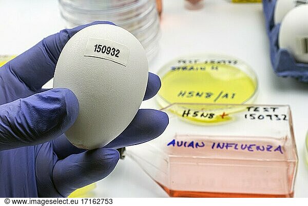Neuer H5N8-Vogelgrippestamm verbreitet sich beim Menschen  Wissenschaftler mit infiziertem Ei  Konzeptbild.