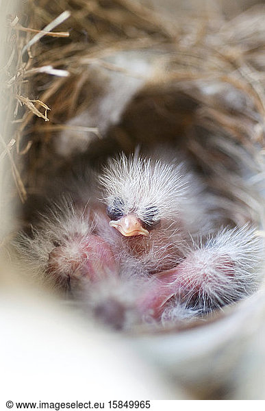 Neugeborener Hausfink in einem Nest