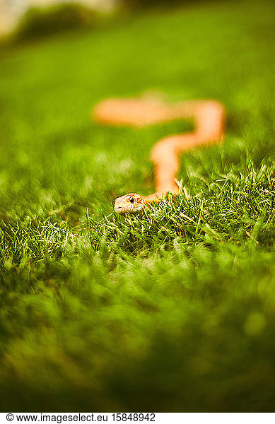 Neugierige Schlange krabbelt im Gras