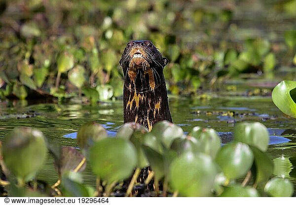 Neugieriger Riesenotter schwimmt in einem Fluss  Kopf und Hals über Wasser  Pantanal  Brasilien  Südamerika