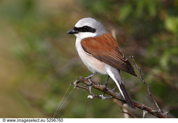 Neuntˆter  Rotr¸ckenw¸rger (Lanius collurio)  M‰nnchen sitzt auf einem Ast  Apetlon  Neusiedlersee  Burgenland  ÷sterreich  Europa