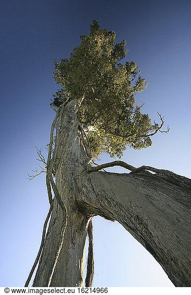 Neuseeland Baobab-Baum tiefer Blickwinkel
