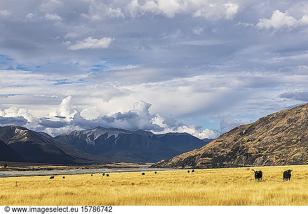 Neuseeland  Bealey  Wolken über Vieh  das auf gelbem Gras grast  im Hintergrund der Waimakariri-Fluss