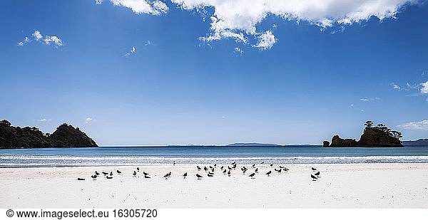 Neuseeland  Coromandel-Halbinsel  New Chums Beach
