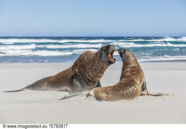 Neuseeland  Dunedin  Neuseeländische Seelöwen (Phocarctos hookeri) bei der Paarung am Allans Beach