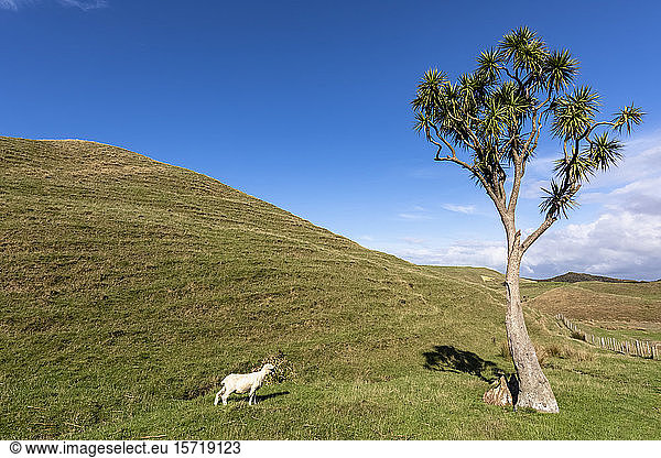 Neuseeland  Einsames Schaf am Kap Abschied