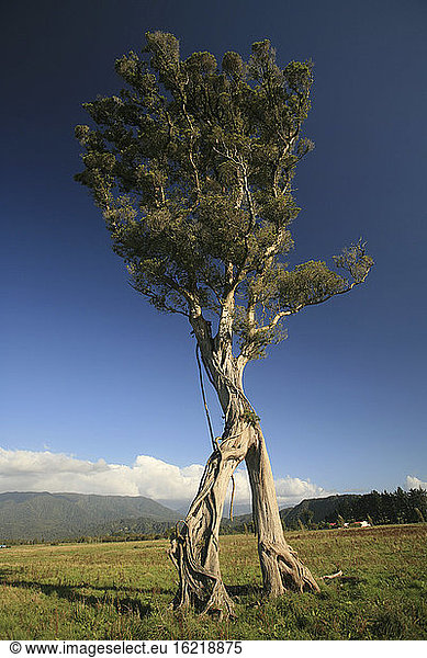 Neuseeland  Einzelner Baobab-Baum