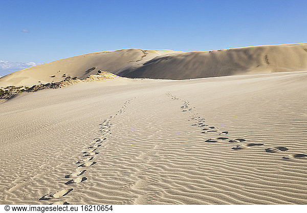Neuseeland  Fußabdrücke in den Te Paki Sanddünen