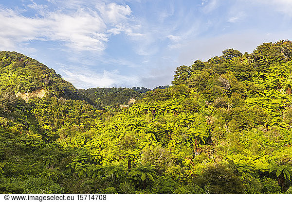 Neuseeland  Grüner Tropenwald