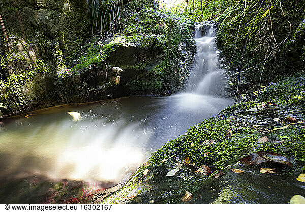 Neuseeland  Marlborough Sounds  Fluss  Regenwald
