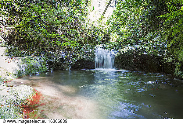 Neuseeland  Marlborough Sounds  Fluss  Regenwald