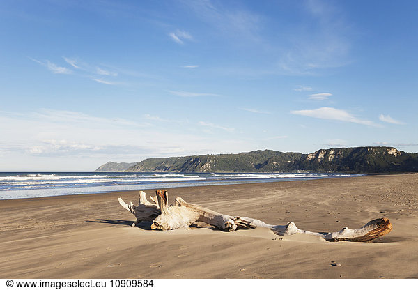 Neuseeland  Nordinsel  Ostkap  Region Te Araroa  Treibholz am Strand  Südpazifik