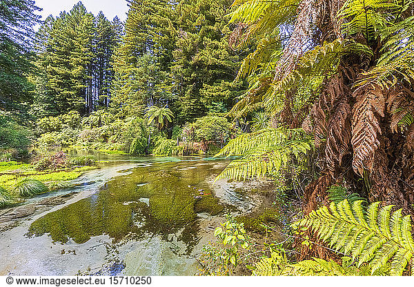 Neuseeland  Ozeanien  Nordinsel  Rotorua  Naturreservat Hamurana Springs  Hamurana-Strom