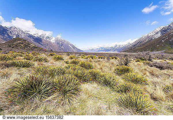 Neuseeland  Südinsel  Büsche wachsen im Bergtal