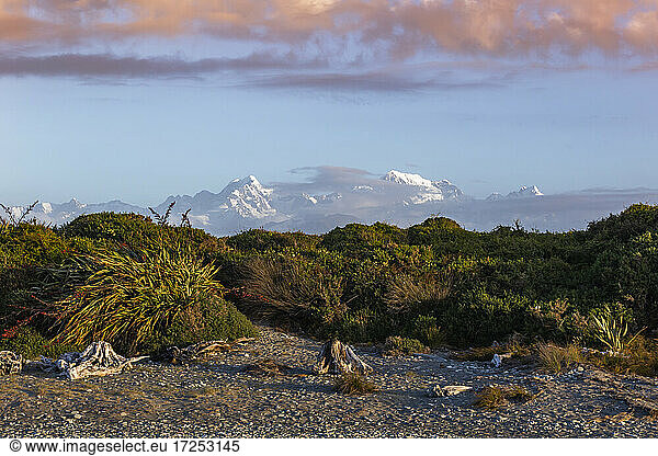 Neuseeland  Südinsel  Fox Glacier  Vegetation am Meer mit schneebedeckten Bergen im Hintergrund