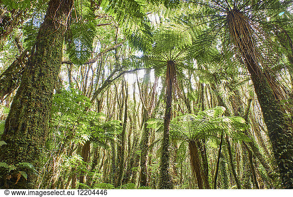 Neuseeland  Südinsel  Westland Nationalpark  Regenwald
