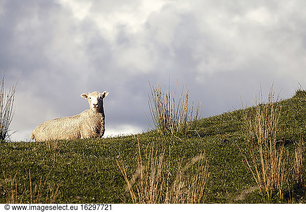 Neuseeland  Wanganui  Schafe auf der Weide