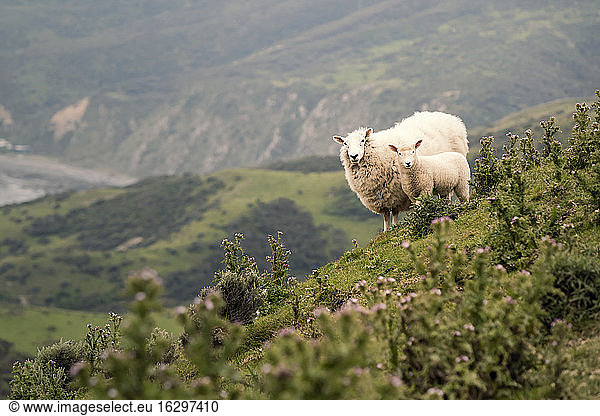 Neuseeland  Wellington  Makara  Schafe auf Weideland
