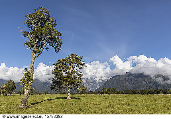 Neuseeland  Westland-Distrikt  Fox-Gletscher  Bäume gegen niedrige Wolken  die über einem fernen Gebirge schweben