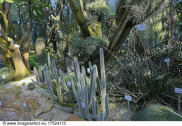 New Botanical Garden of the Eberhard Karls University of Tübingen  Greenhouse  Cactus  cactuses (Cactaceae)  Tübingen  Baden-Württemberg  Germany  Europe