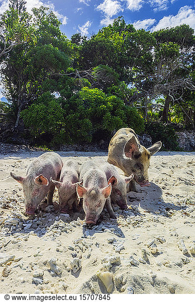 New Caledonia,  Lifou,  pigs at the beach