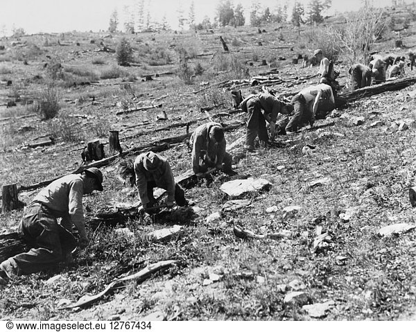 NEW DEAL: C.C.C.  c1938. A crew of Civilian Conservation Corps workers planting tree seedlings. Photograph  c1938.