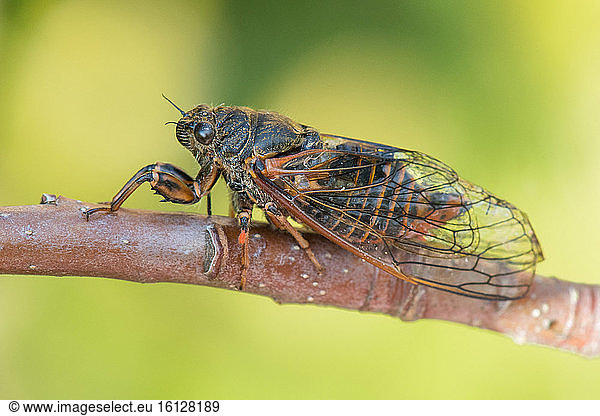 New forest cicada (Cicadetta montana)  Bouxières aux dames  Lorraine  France