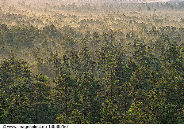 New Jersey Pine Barrens at Dawn