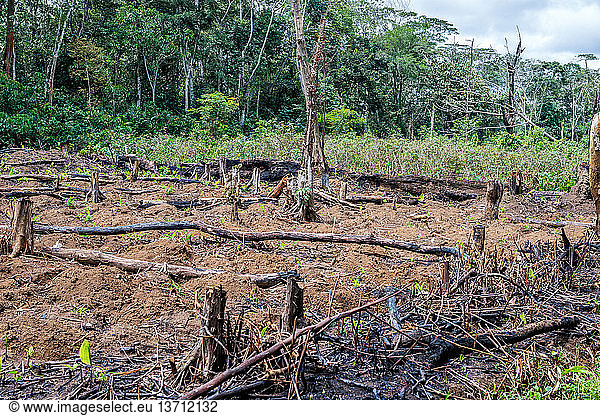 New plant growth is emerging in a clearing where trees had previously burned in Odzala National Park  the Republic of Congo.