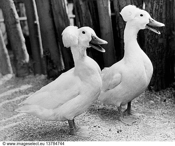 New York  New York: 1942. Zwei Lieblinge im Children´s Petting Zoo im Central Park sind diese beiden geknoteten ´PowderPuff´ Enten.