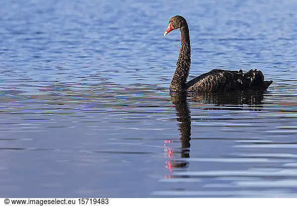 New Zealand  Black swan (Cygnus atratus) swimming in blue water of Lake Mangamahoe