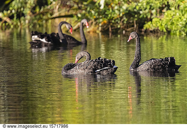 New Zealand  Black swans (Cygnus atratus) swimming in green water of Lake Mangamahoe
